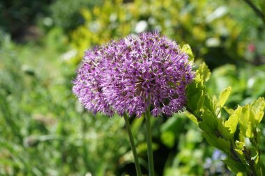 Arı mayıs ayında bahçedeki Allium melezi 