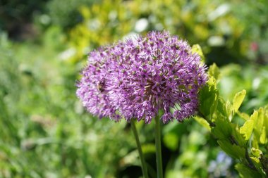 Arı mayıs ayında bahçedeki Allium melezi 