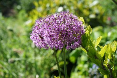Arı mayıs ayında bahçedeki Allium melezi 