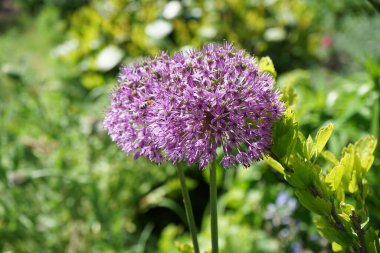 Arı mayıs ayında bahçedeki Allium melezi 