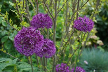 Bahçede mayıs ayında Allium aflatunense 