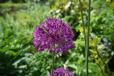 Allium melezi 