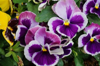 Mayıs 'ta pencere eşiğinde çiçek kutusundaki hanım evlatları. Bahçe nonoşu Viola wittrockiana, bir bahçe çiçeği olarak yetiştirilmiş bir tür büyük çiçekli melez bitkidir. Berlin, Almanya 