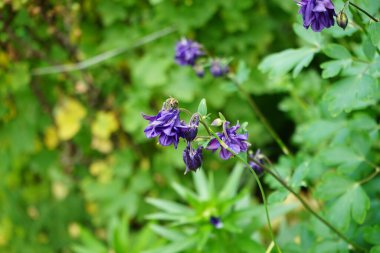 Aquilegia alpina çiçeğinin üzerindeki arı mayıs ayında bahçede mor renkte. Alp alpini (
