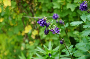 Aquilegia alpina çiçeğinin üzerindeki arı mayıs ayında bahçede mor renkte. Alp alpini (