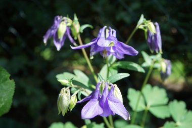 Aquilegia alpina mor Mayıs 'ta bahçede. Alp alpini (