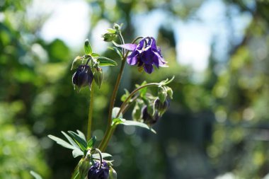 Aquilegia alpina mor Mayıs 'ta bahçede. Alp alpini (