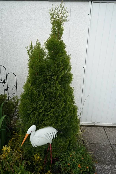 Thuja Occidentalis Smaragd Blooming Flower Bed Decorative Stork Early June — Stock Photo, Image