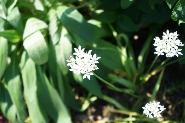 Abelha Allium Neapolitanum Cebola Branca Maio Jardim Allium Neapolitanum Uma — Fotografia de Stock