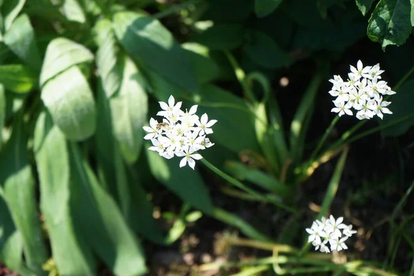 Abelha Allium Neapolitanum Branco Maio Jardim Allium Neapolitanum Uma Planta — Fotografia de Stock