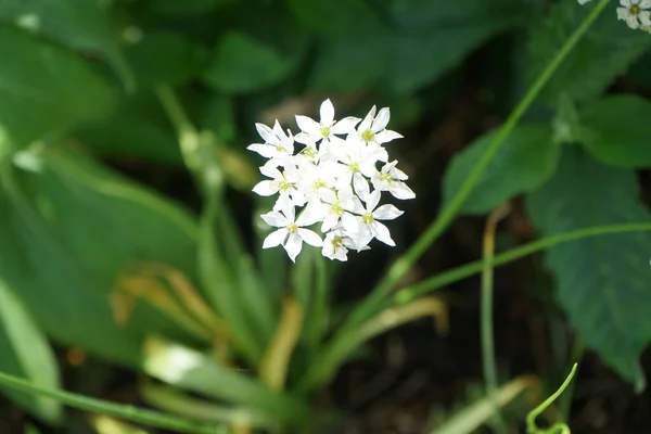 Bahçede Mayıs Ayında Allium Neapolitanum Beyaz Çiçek Açar Allium Neapolitanum — Stok fotoğraf
