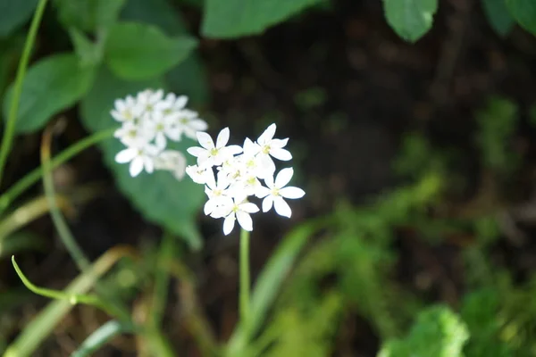 Allium Neapolitanum Biały Kwitnie Maju Ogrodzie Allium Neapolitanum Jest Wieloletnią — Zdjęcie stockowe