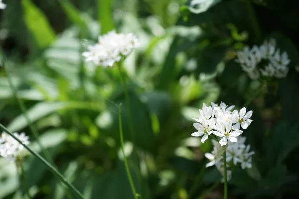 5月に園芸品種のネアポリタヌム白花を咲かせます アリウム ネアポリタンム Allium Neapolitanum アマリリス科のタマネギ亜科の多年生球根植物です ドイツ ベルリン — ストック写真
