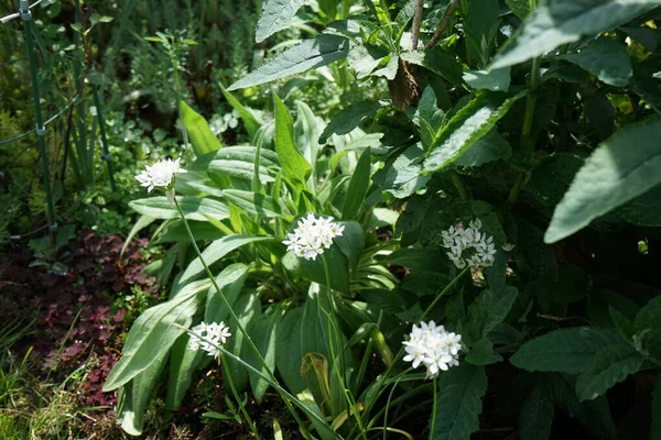 Allium Neapolitanum Kvete Květnu Zahradě Allium Neapolitanum Trvalá Cibulová Rostlina — Stock fotografie