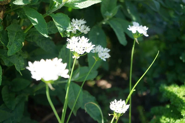 Neapolitanum 흰색꽃은 정원에 Allium Neapolitanum 속하는 식물이다 베를린 — 스톡 사진