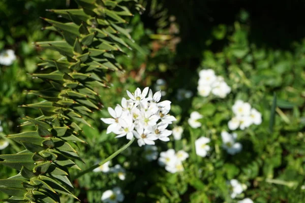 Neapolitanum 흰색꽃은 정원에 Allium Neapolitanum 속하는 식물이다 베를린 — 스톡 사진