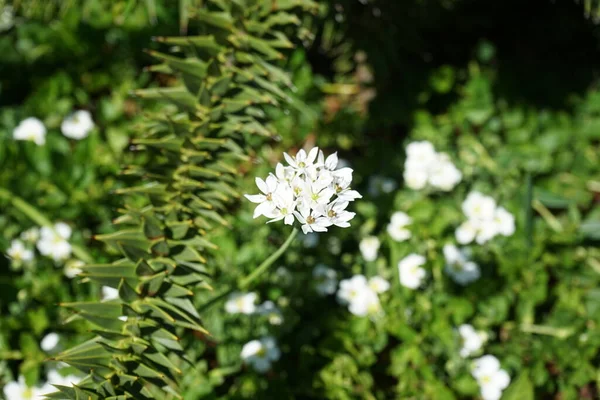 Allium Neapolitanum Înflorește Luna Mai Grădină Allium Neapolitanum Este Plantă — Fotografie, imagine de stoc