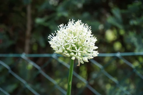 White Allium Ampeloprasum Ping Pong Maj Trädgården Berlin Tyskland — Stockfoto