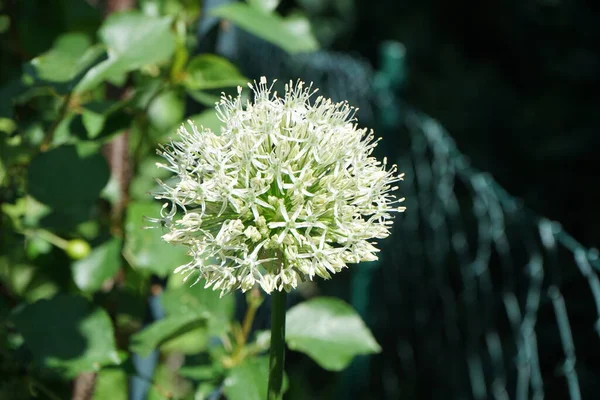 Ampeloprasum Allium Bianco Ping Pong Nel Mese Maggio Nel Giardino — Foto Stock