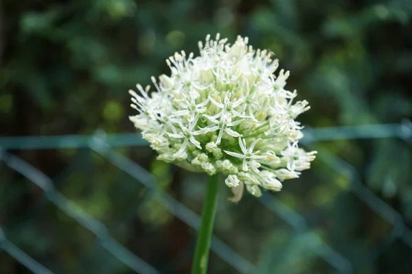 White Allium Ampeloprasum Ping Pong Maju Ogrodzie Berlin Niemcy — Zdjęcie stockowe