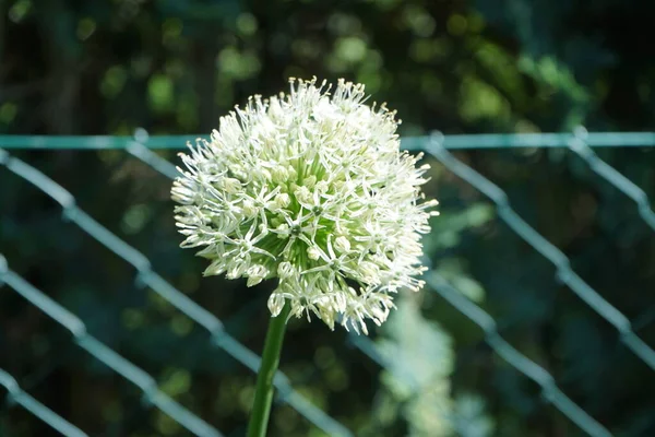 White Allium Ampeloprasum Ping Pong Maju Ogrodzie Berlin Niemcy — Zdjęcie stockowe