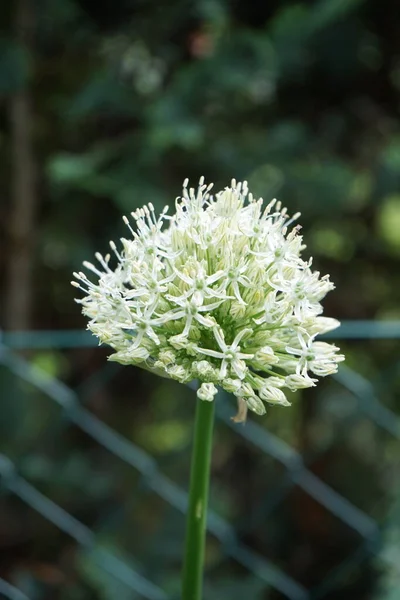 Beyaz Allium Ampeloprasum Ping Pong Mayıs Bahçede Berlin Almanya — Stok fotoğraf