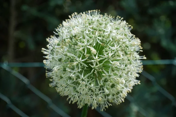 Λευκό Allium Ampeloprasum Πινγκ Πονγκ Μάιο Στον Κήπο Βερολίνο Γερμανία — Φωτογραφία Αρχείου