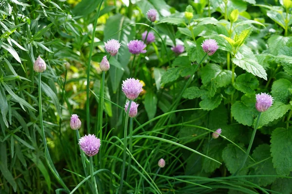 Les Oignons Vivaces Fleurissent Dans Jardin Mai Oignon Est Légume — Photo