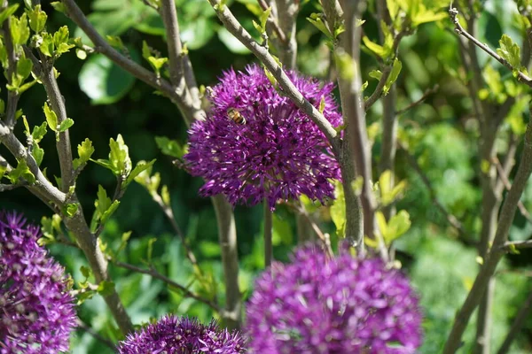Pszczoła Allium Aflatunense Purple Sensation Maju Ogrodzie Berlin Niemcy — Zdjęcie stockowe