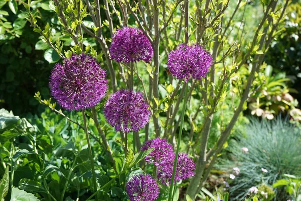 Pszczoła Allium Aflatunense Purple Sensation Maju Ogrodzie Berlin Niemcy — Zdjęcie stockowe