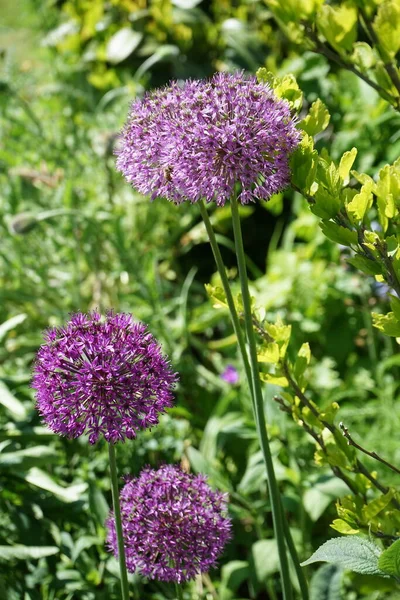 Pszczoła Allium Hybrida Mars Maju Ogrodzie Berlin Niemcy — Zdjęcie stockowe