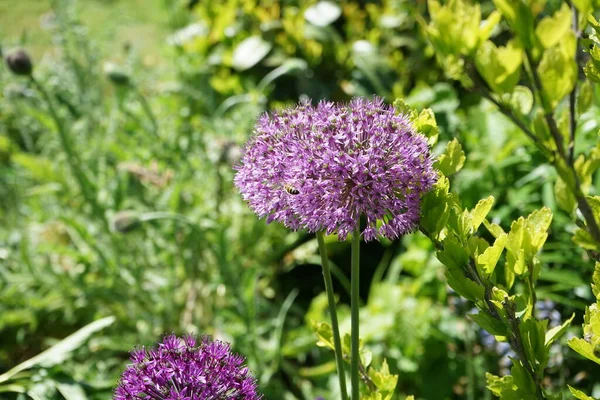 Pszczoła Allium Hybrida Mars Maju Ogrodzie Berlin Niemcy — Zdjęcie stockowe