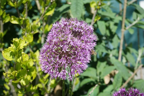 Pszczoła Allium Hybrida Mars Maju Ogrodzie Berlin Niemcy — Zdjęcie stockowe