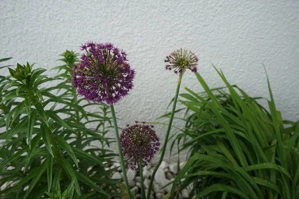 Allium Aflatunense Purple Sensation Maio Jardim Berlim Alemanha — Fotografia de Stock