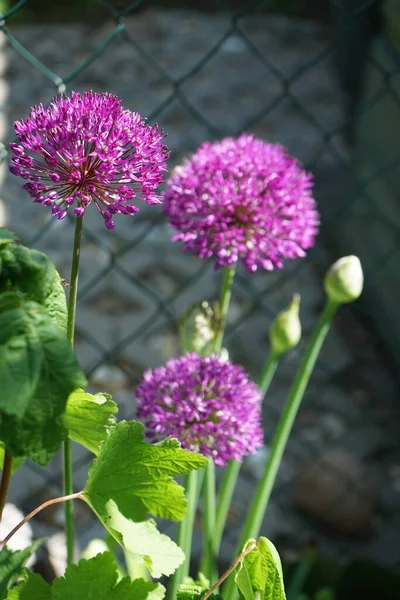 Allium Aflatunense Purple Sensation Maju Ogrodzie Berlin Niemcy — Zdjęcie stockowe