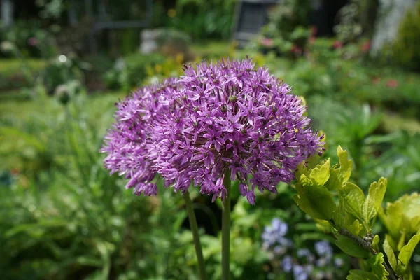 Allium Hybryda Mars Maju Ogrodzie Berlin Niemcy — Zdjęcie stockowe