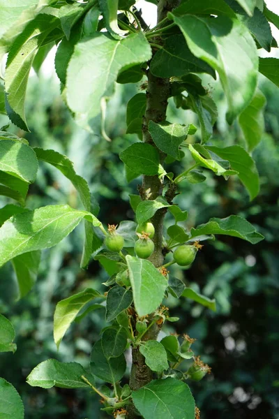 Columnar Apple Tree Fruits Early June Berlin Germany — Stock Photo, Image