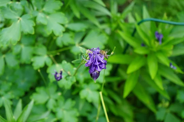 Una Abeja Una Flor Azul Aquilegia Alpina Jardín Junio Aquilegia —  Fotos de Stock