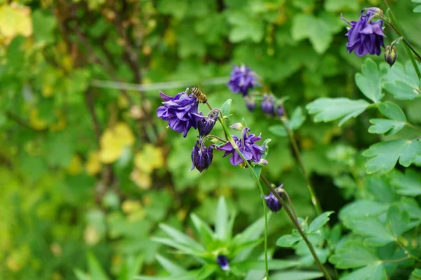 Biene Auf Einer Blume Aquilegia Alpina Violett Mai Garten Die — Stockfoto