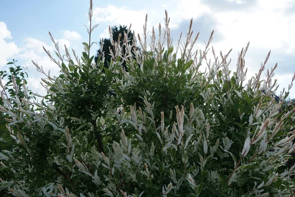 Salix Integra Syn Multinervis Franch Savatier Est Une Espèce Saule — Photo