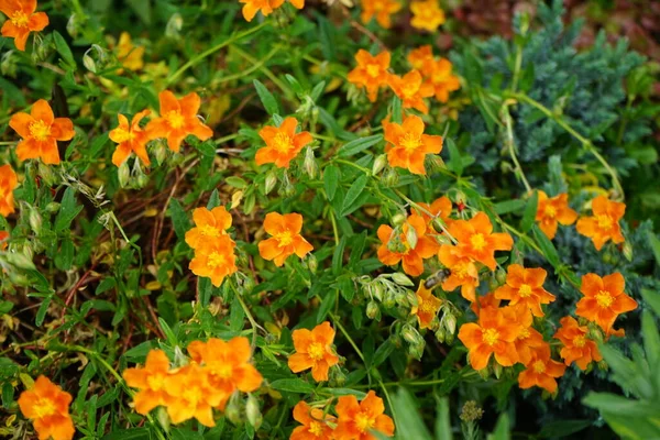 Une Abeille Survole Hélianthème Hybride Bronceteppich Fleurs Dans Jardin Mai — Photo