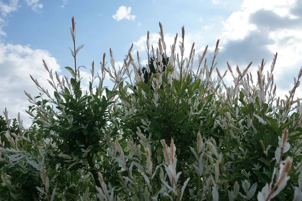 Salix Integra Syn Multinervis Franch Savatier Est Une Espèce Saule — Photo