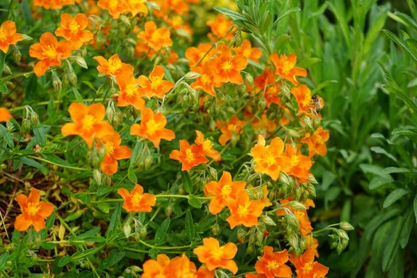 Une Abeille Survole Les Fleurs Hélianthème Hybride Bronceteppich Dans Jardin — Photo