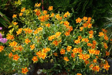 Helianthemum Hybride 'Bronceteppich' in Mayıs ayında bahçede. Helianthemum (