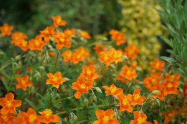 Helianthemum Hybride 'Bronceteppich' in Mayıs ayında bahçede. Helianthemum (