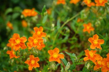 Helianthemum Hybride 'Bronceteppich' in Mayıs ayında bahçede. Helianthemum (