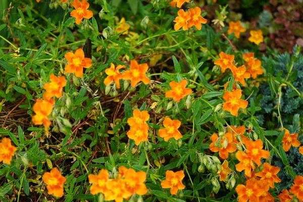 Helianthemum Hybride Bronceteppich Garden Helianthemum Rock Rose Sunrose Rushrose Frostweed — 스톡 사진