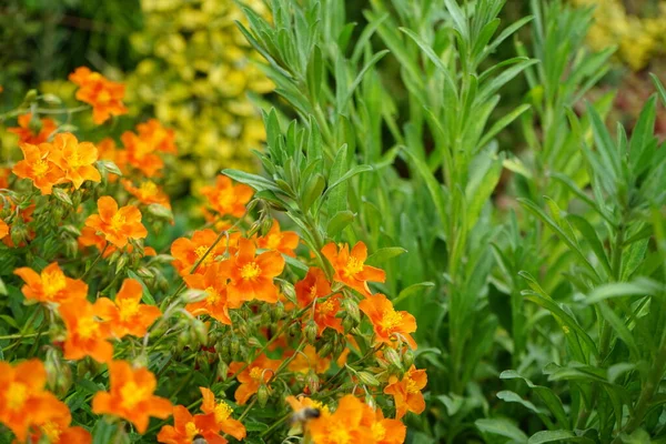 Helianthemum Hybride Bronceteppich Garden Helianthemum Rock Rose Sunrose Rushrose Frostweed — 스톡 사진