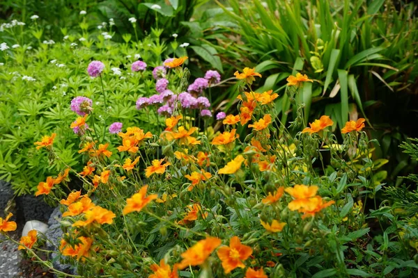 Helianthemum Hybride Bronceteppich Jardín Mayo Helianthemum Rock Rose Sunrose Rushrose — Foto de Stock