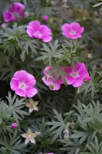 Geranium Sanguineum Krvavý Jeřáb Nebo Krvavý Muškát Druh Odolné Kvetoucí — Stock fotografie